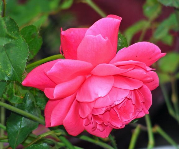 Aunt Gloria's Rose photo ag2013_06250060_zps4dae56bf.jpg